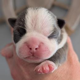 Blue female - Blue female Boston Terrier puppy in Oak Hills, California from All American Boston Terriers