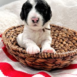 Sheepadoodle Puppies from Maplesierradoodles