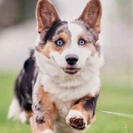 Cardigan Welsh Corgis from Halcyon Cardigan Welsh Corgis