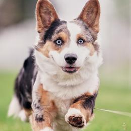 Cardigan Welsh Corgis from Halcyon Cardigan Welsh Corgis
