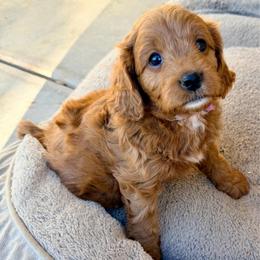 Purple - Red  female Goldendoodle puppy in Mesa, Arizona from Tails and Trails Doodles
