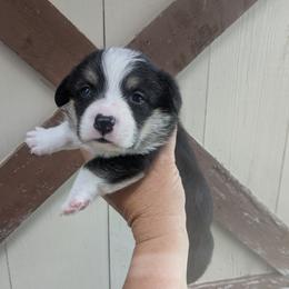 Boy 2 - Black and tan male Pembroke Welsh Corgi puppy in Edinburgh, Indiana from J Bar M Corgis