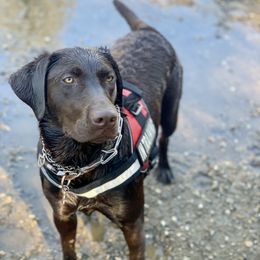 Labrador Retriever All Grown Up from Benvenuti Ranch Labradors