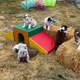 Australian Shepherd Puppies from Big Sky Aussies