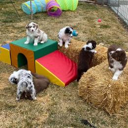 Australian Shepherd Puppies from Big Sky Aussies