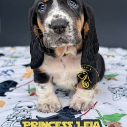 Princess Leia - Black white and brown female Basset Hound puppy in Konawa, Oklahoma from Circle H Basset Hounds
