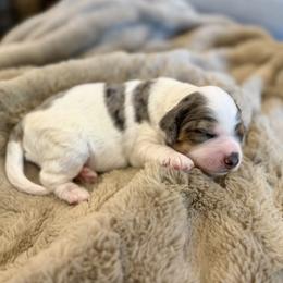 Elephant (Elli) - Merle female Bernedoodle puppy in Salt Lake County, Utah from Coco Avenue Pups