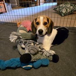 Capri - Black red and white female Beagle puppy in Bethany, Missouri from Fox Creek Beagles