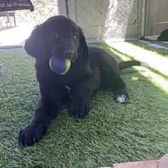 Aussiedoodle and Double Doodle Puppies from Amazing Aussiedoodle and Double Doodles