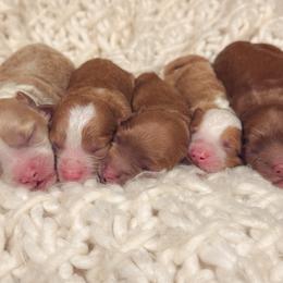 Goldendoodle puppies from Designer Doodles