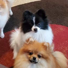 French Bulldogs and Pomeranians from P3 POM’S AND PUPPIES
