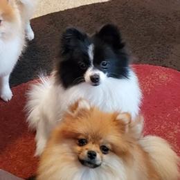 French Bulldogs and Pomeranians from P3 POM’S AND PUPPIES