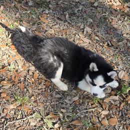 Puppy 2 - Black and white male Siberian Husky puppy in Lakeland, Florida from Husky Breeder of Central Florida