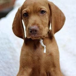 Revere - Golden rust male Vizsla puppy in Bloomington, Indiana from Envizion
