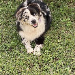 Eclipse - Miniature Australian Shepherd