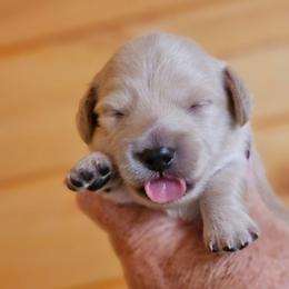 Red collar male - Cream male Dachshund puppy in Trade, Tennessee from TN Miniature Dachshunds & Basset Hounds