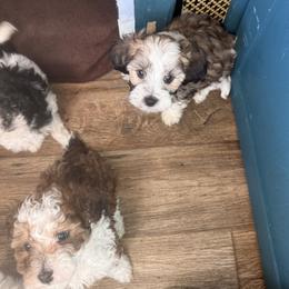 Cavalier King Charles Spaniel, Cavapoo, Maltipoo, and Poodle Puppies from Willow & Wag Farm