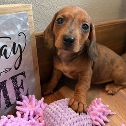 Lady - Brindle female Dachshund puppy in Tribbey, Oklahoma from Skyview Doxie Ranch