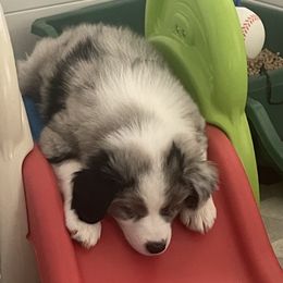 Australian Shepherd Puppies from Bedtime Story Australian Shepherds