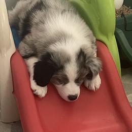 Australian Shepherd Puppies from Bedtime Story Australian Shepherds