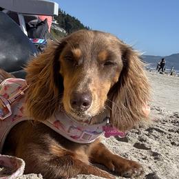 Maggie - Dachshund