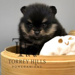 Titus - Black and tan male Pomeranian puppy in Redlands, California from Torrey Hills Poms