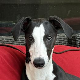 Rio - Black Whippet puppy in Katy, Texas from Texas Diamond Whippets