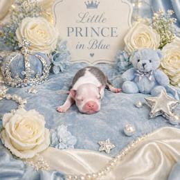 Blue boy - Blue male Boston Terrier puppy in San Antonio, Texas from JT Bostons