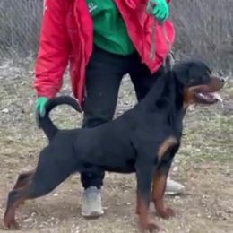 Dragon - Rottweiler