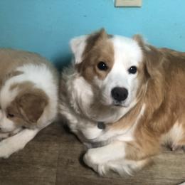 Border Collie Puppies from Cahill’s Canines