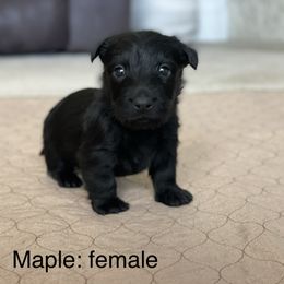 Girl 5 - Scottish Terrier puppy in Raymore, Missouri from Heart of America Scotties