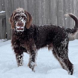 Dachshund, Labradoodle, and Labrador Retriever All Grown Up from Muddy Bay Kennels