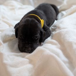 Franny - Black female Great Dane puppy in Mineola, Texas from RC Ranch Great Danes And Cane Corsos