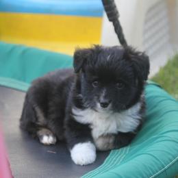 Angus - Black tri male Toy Australian Shepherd puppy in Ionia, Iowa from Sapphire Stables