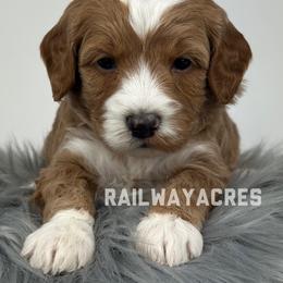 Maggie - Red  female Goldendoodle puppy in Milford, Indiana from Railway Acres Kennel
