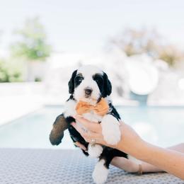 Peach - Tri-color male Bernedoodle puppy in Murray, Utah from Sun Valley Doodles