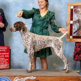 German Shorthaired Pointers from Sandem German Shorthaired Pointers