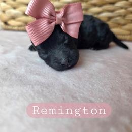 Remi (Remington) - female Cavapoochon puppy in Bullard, Texas from Cavapoochon Central LLC