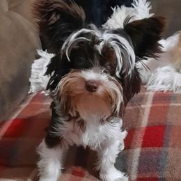 Emmerly - Yorkshire Terrier