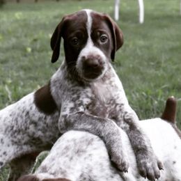 German Shorthaired Pointers from Topline Kennels
