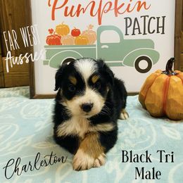 Australian Shepherd Puppies from Far West Aussies