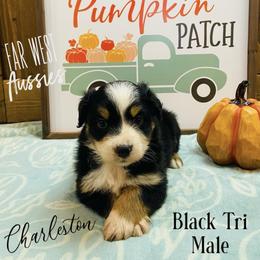 Australian Shepherd Puppies from Far West Aussies
