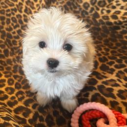 Girl K2 - White female Maltipoo puppy in Las Vegas, Nevada from Maltipoo_vegas