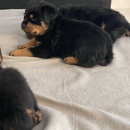 Rottweiler Puppies from Vom Allegiance Haus