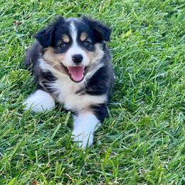 Foxy - Black tri-color female Australian Shepherd puppy in California from Eagle River Aussies