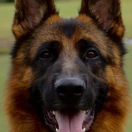 n/a - German Shepherd