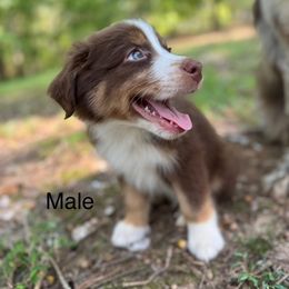 Boy 3 - Red tri-color male Australian Shepherd puppy in Bremen, Georgia from Ash-Land Aussies