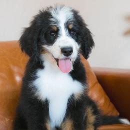 Sprout - male Australian Mountain Doodle puppy in Lafayette, Missouri from Brick House Farm Doodles