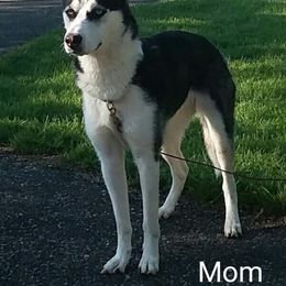 Sheila - Siberian Husky