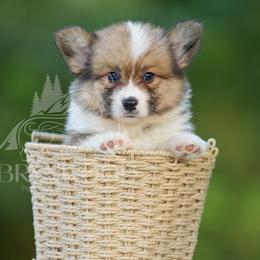 Brown Collar - FLUFFY - Sable male Pembroke Welsh Corgi puppy in Terrell, Texas from Brynwood Pembroke Welsh Corgis